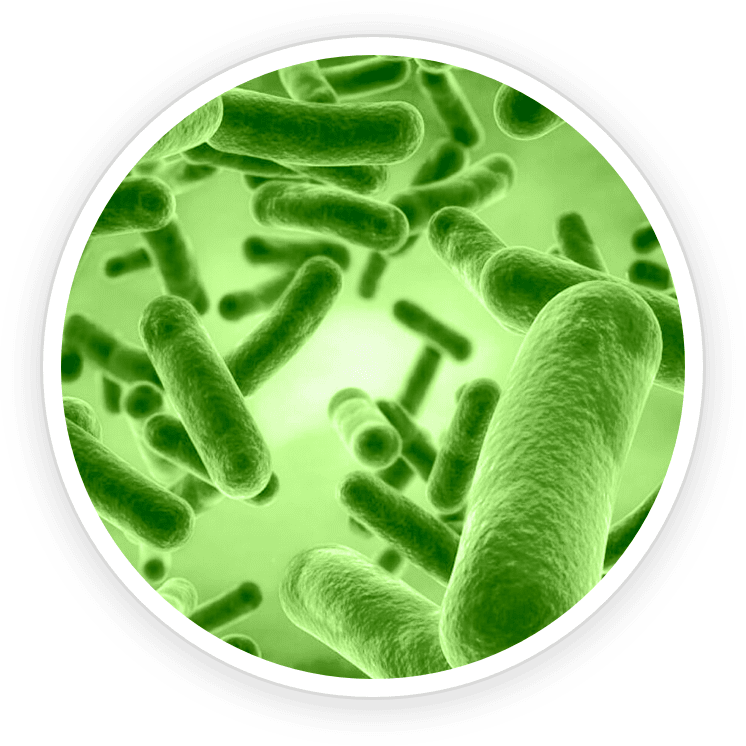 Bacillus Coagulans PrimeBiome's Ingredient