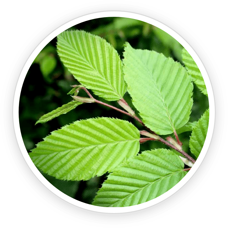 Slippery Elm Bark PrimeBiome's Ingredient