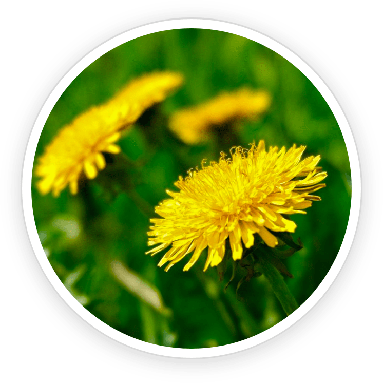 Dandelion PrimeBiome's Ingredient