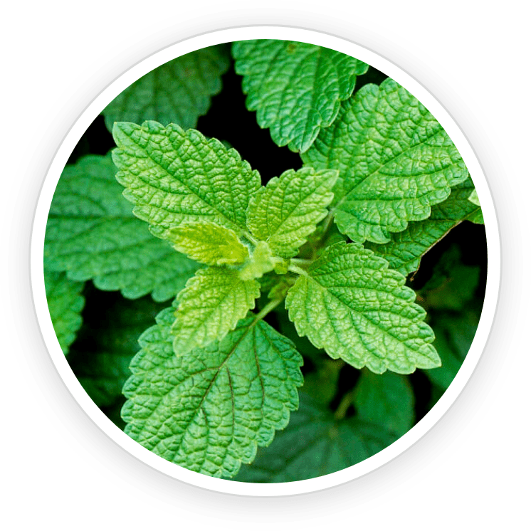 Lemon Balm PrimeBiome's Ingredient