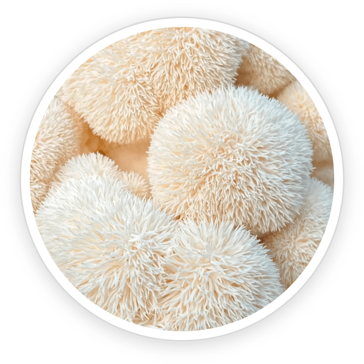 Organic Lion's Mane PrimeBiome's Ingredient